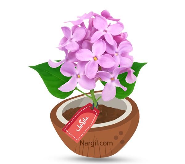 Nargil_Syringa Vulgaris